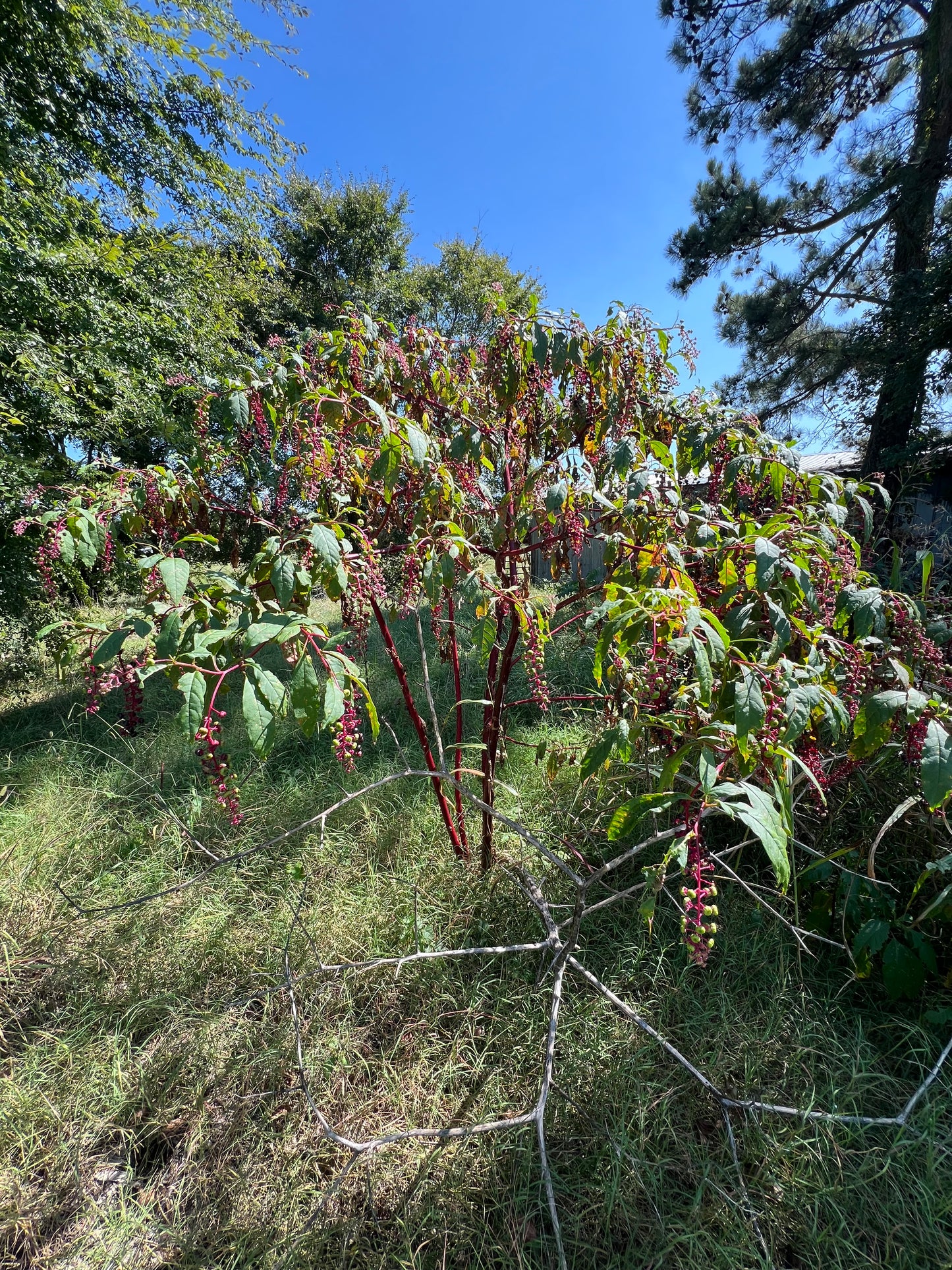 Pokeweed seeds