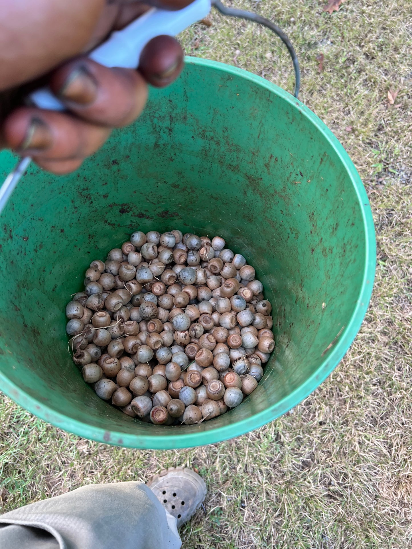 Oak Seed (Acorns)