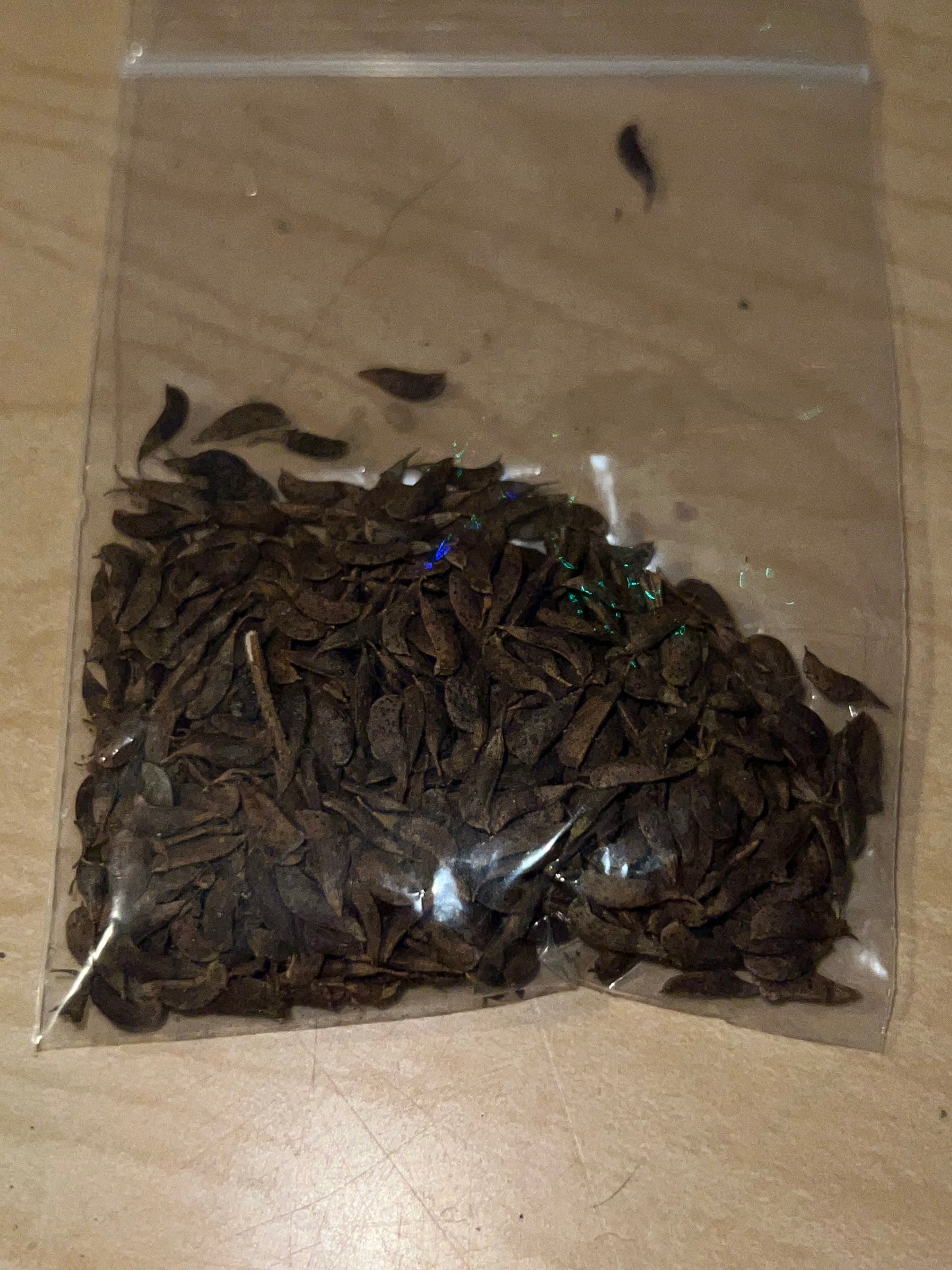 False Indigo Bush Seeds