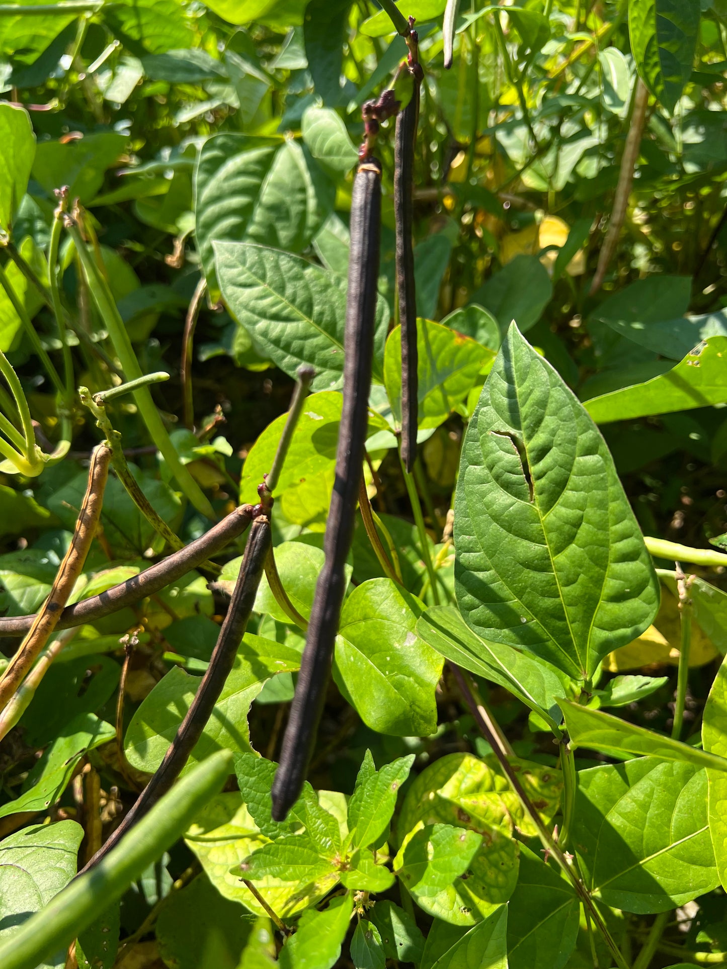 African Peas