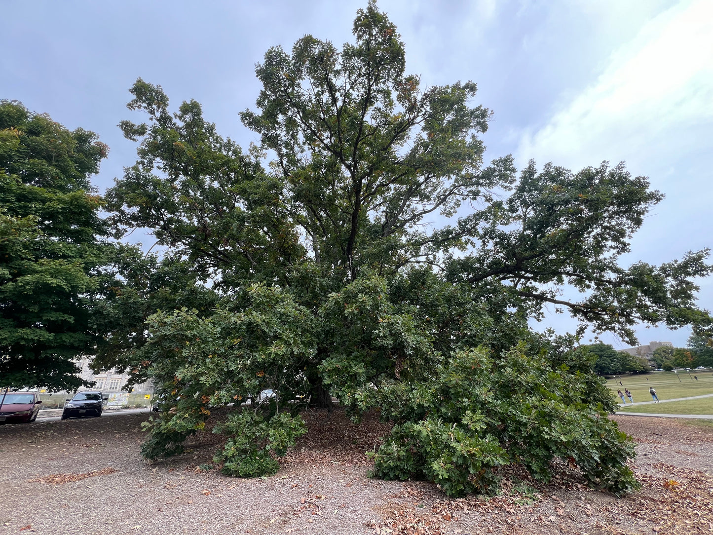 Oak Seed (Acorns)