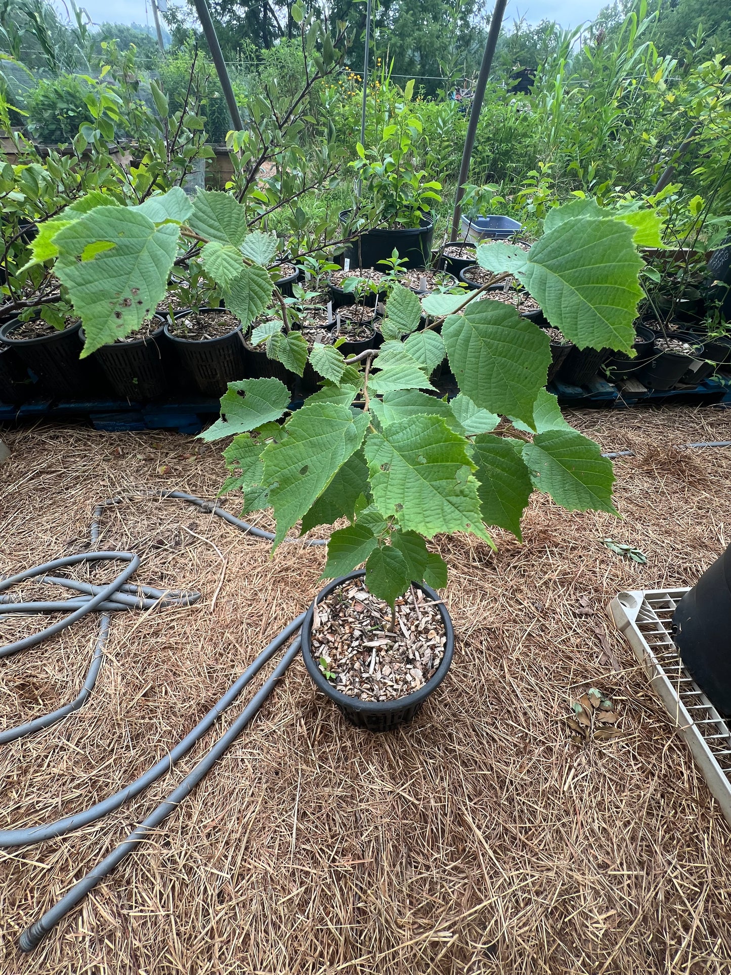 POTTTED PLANTS (Local pickup only!)