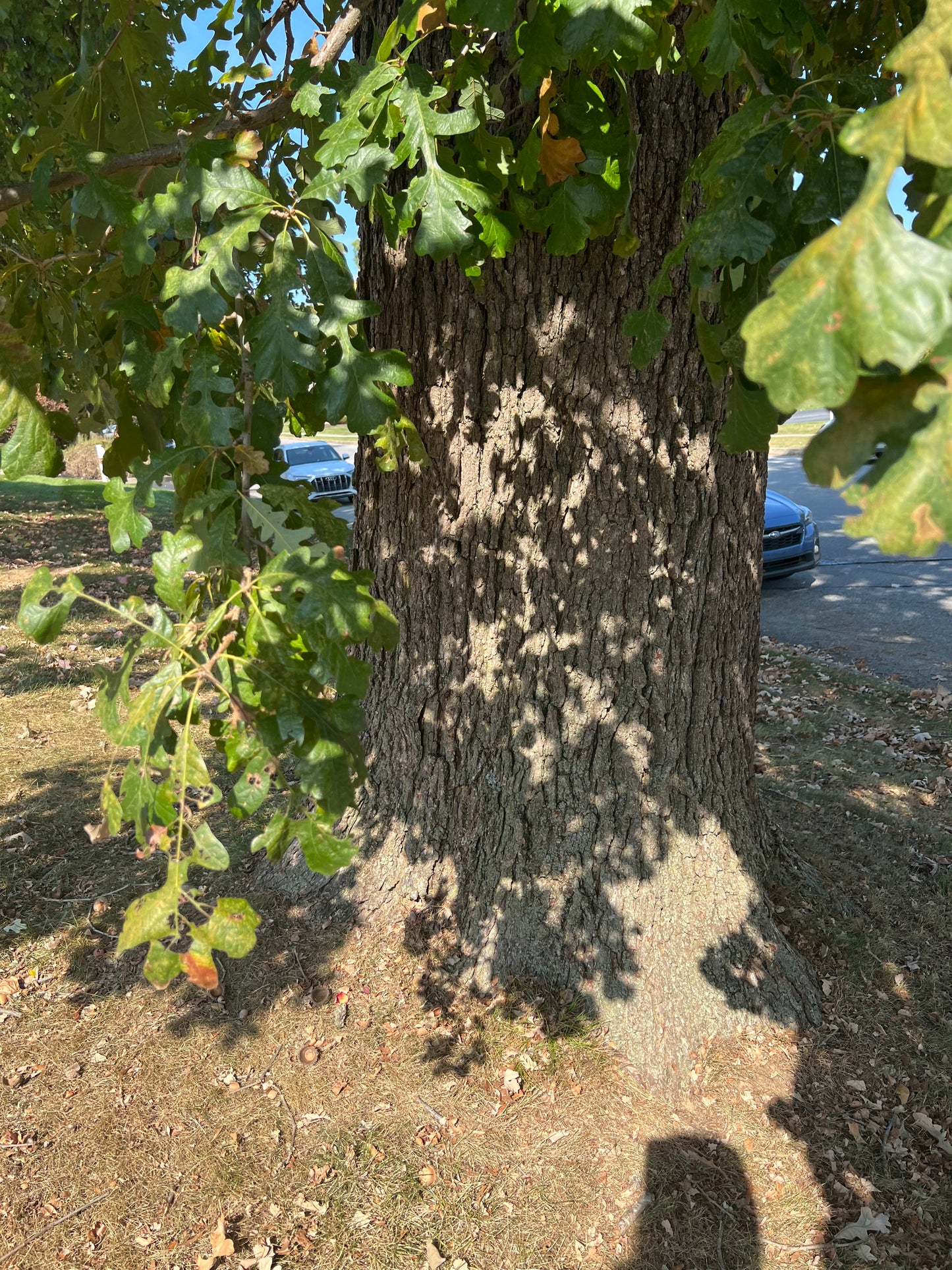 Oak Seed (Acorns)