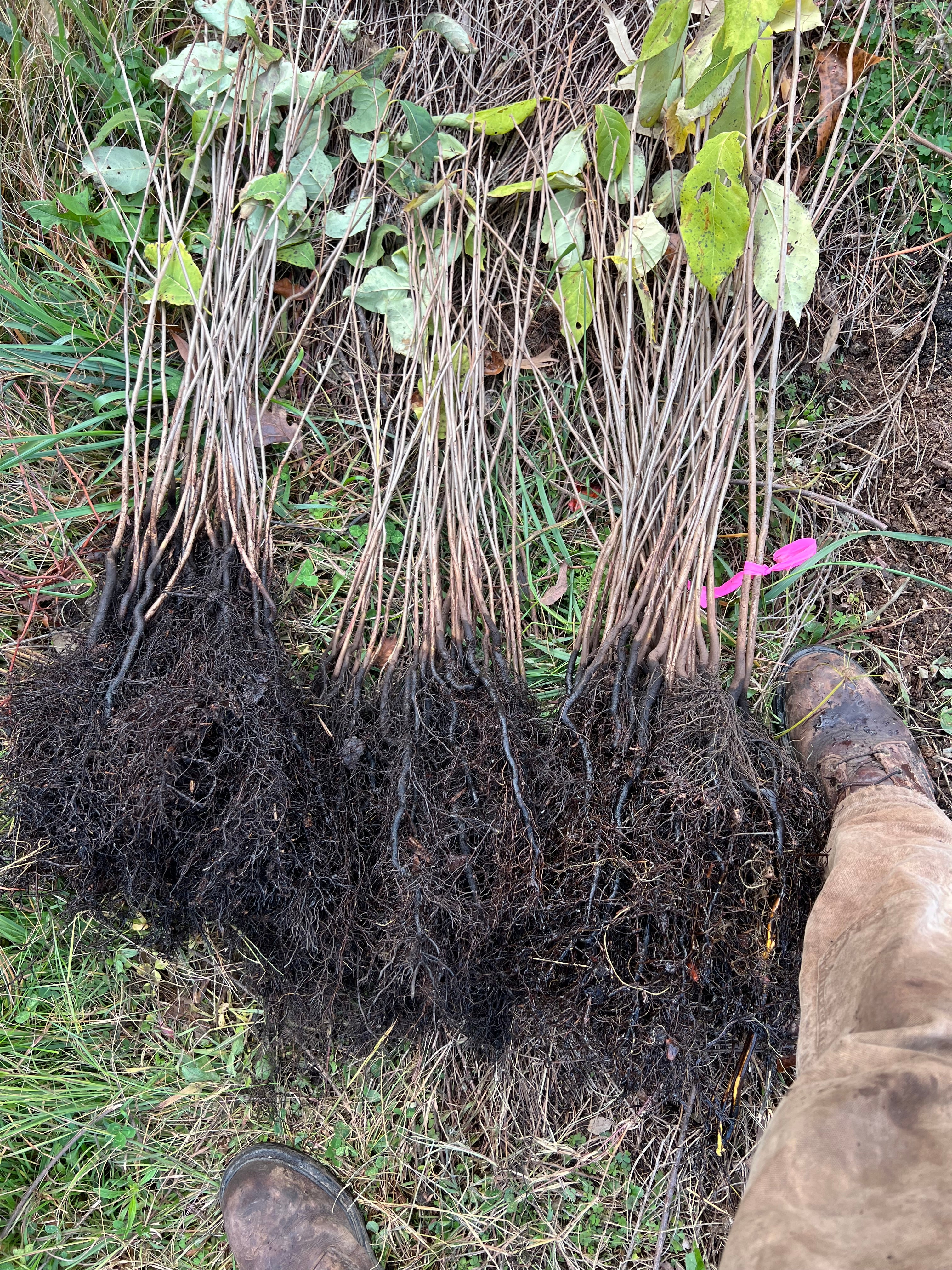 Living Soil Tree Farm