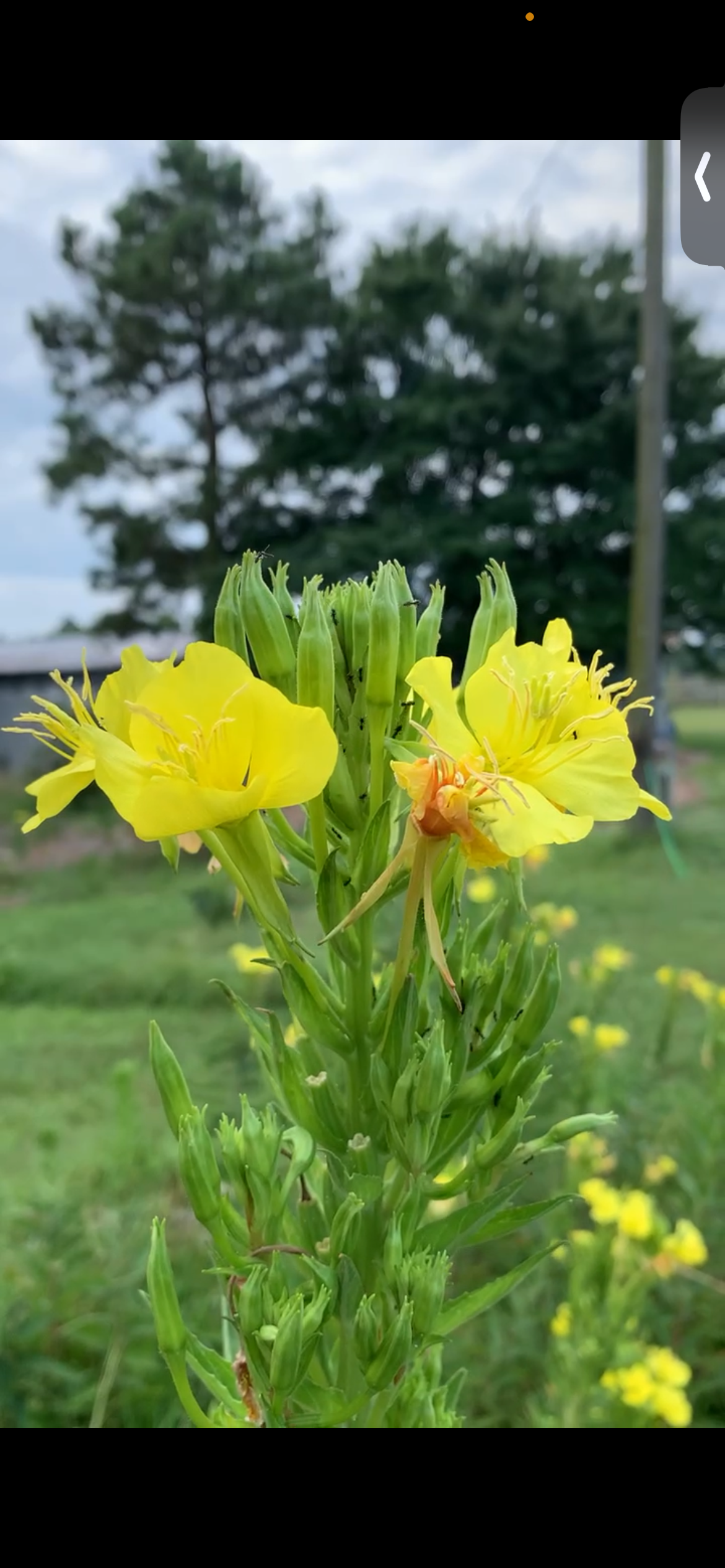 Evening Primrose Seeds