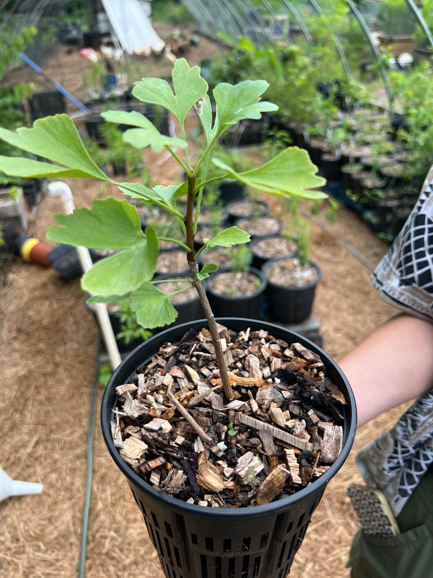 POTTTED PLANTS (Local pickup only!)