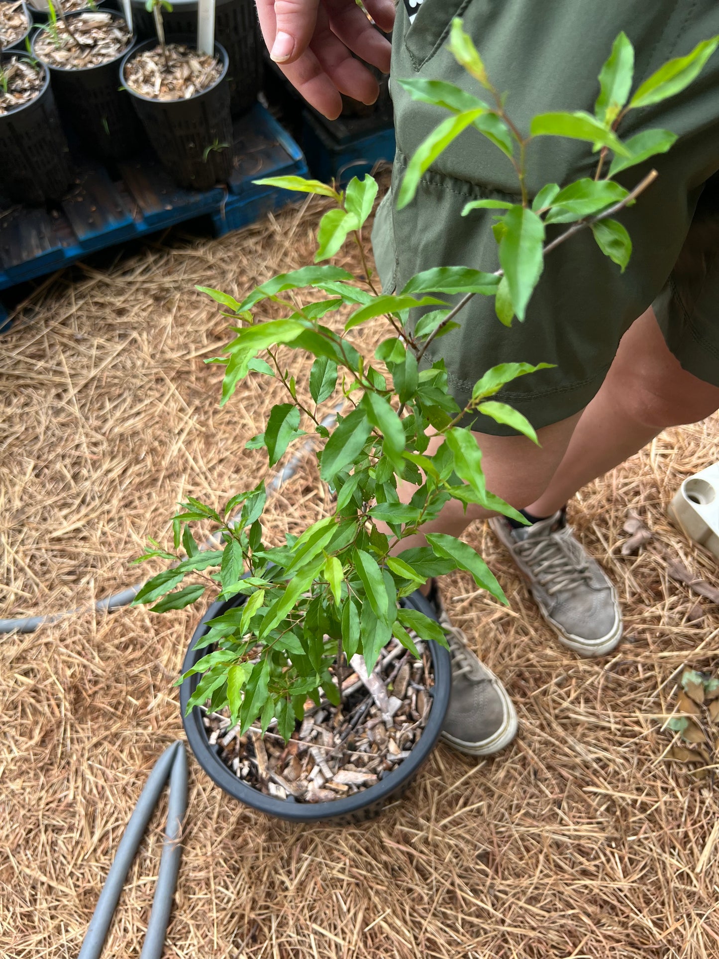 POTTTED PLANTS (Local pickup only!)