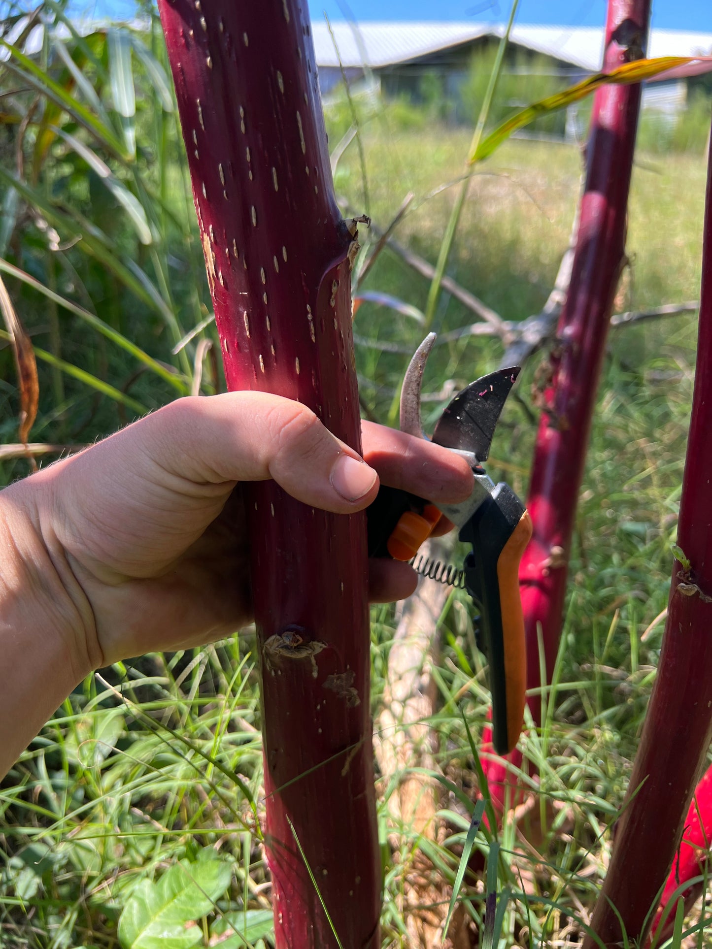 Pokeweed seeds