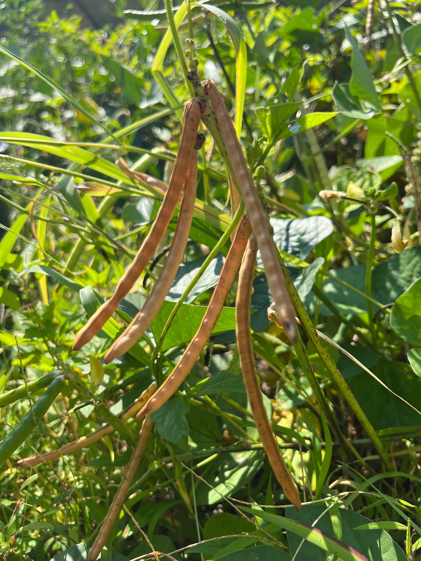 African Peas