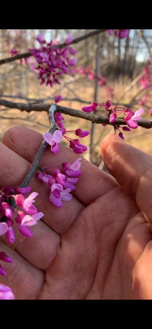 Redbud