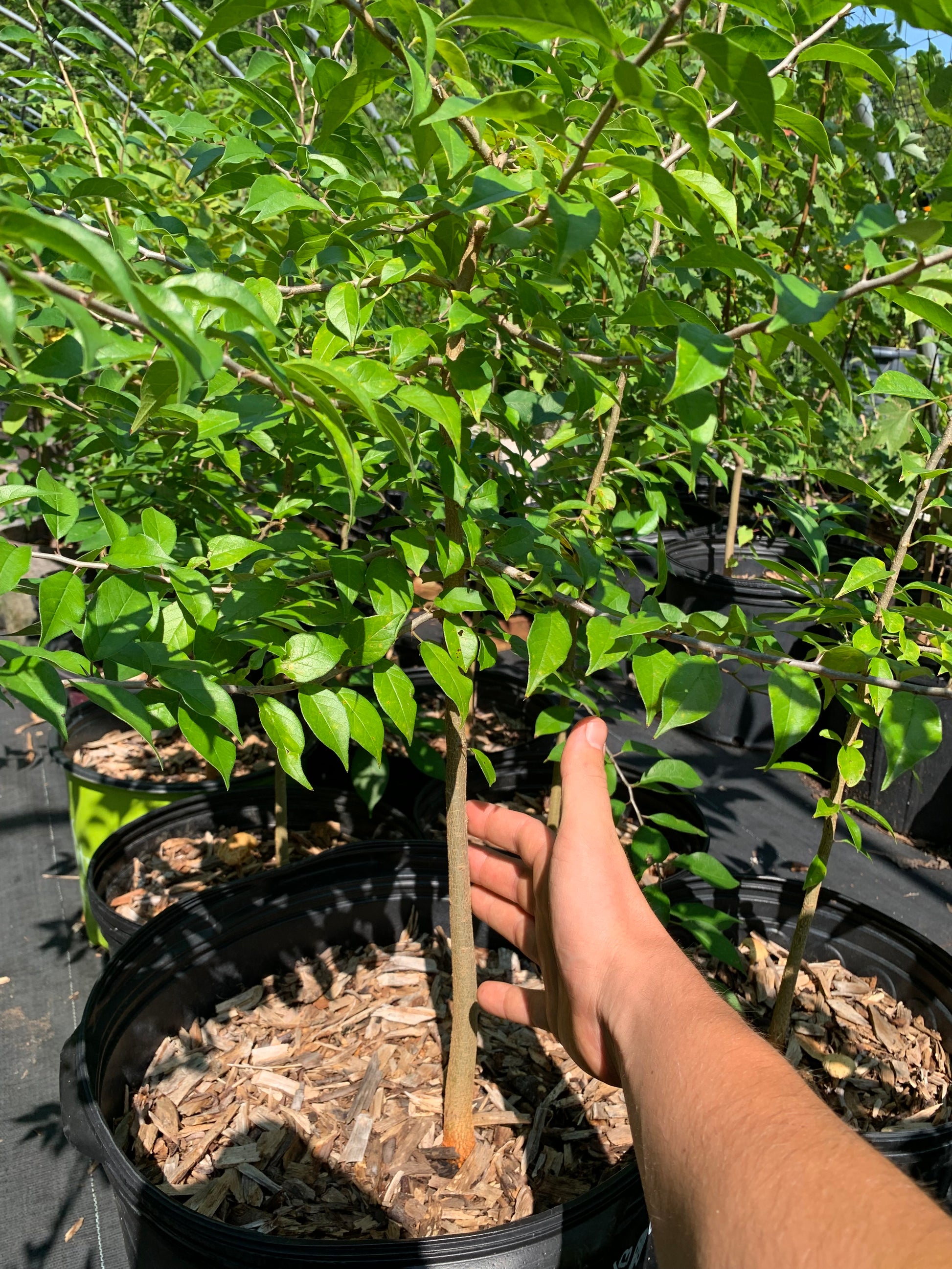 planting osage orange seeds Osage Orange – Living Soil Tree Farm