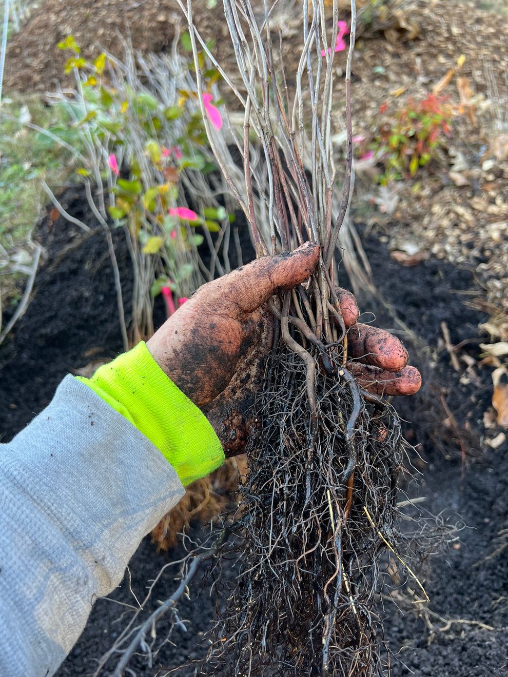 Grade B bareroot trees – Living Soil Tree Farm