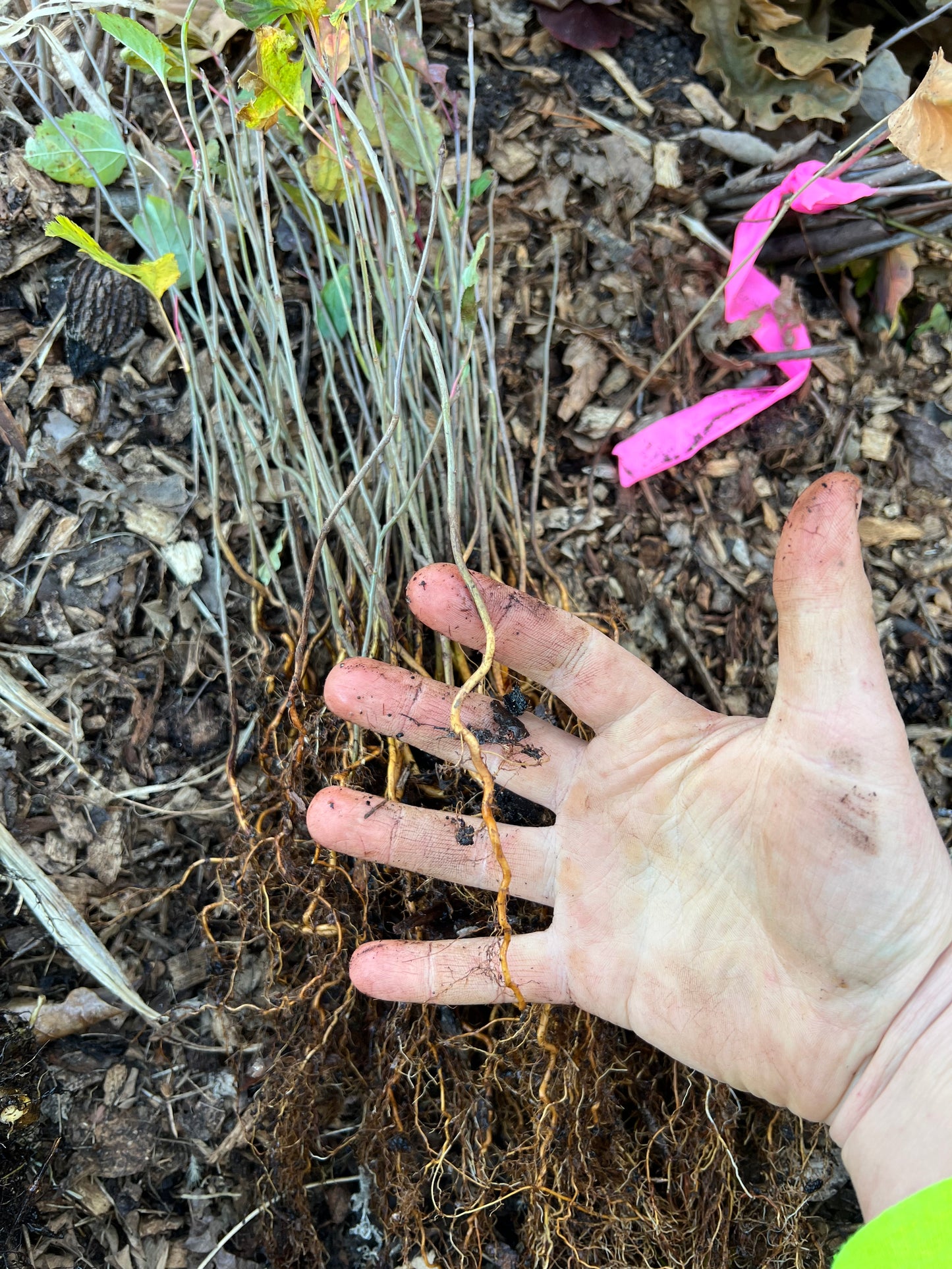 Grade B bareroot trees