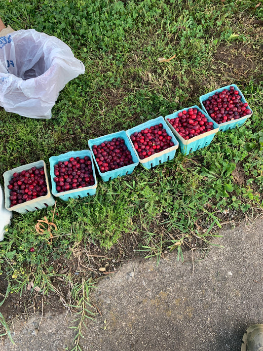 Juneberry Seeds