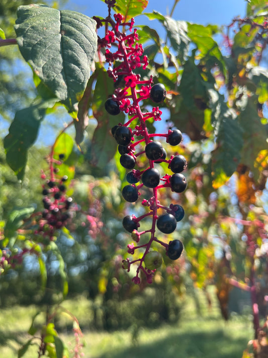 Pokeweed seeds