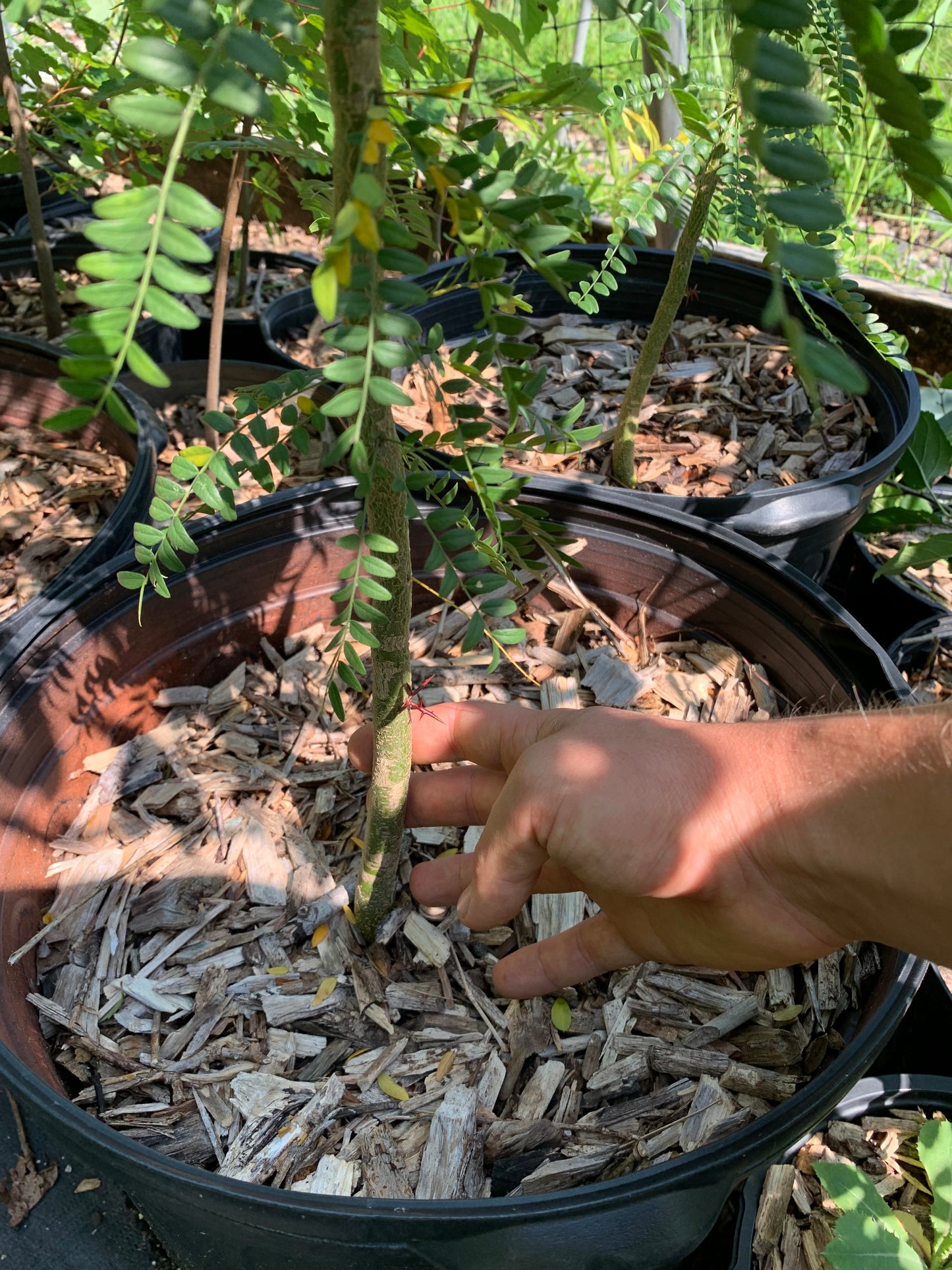 Honey Locust