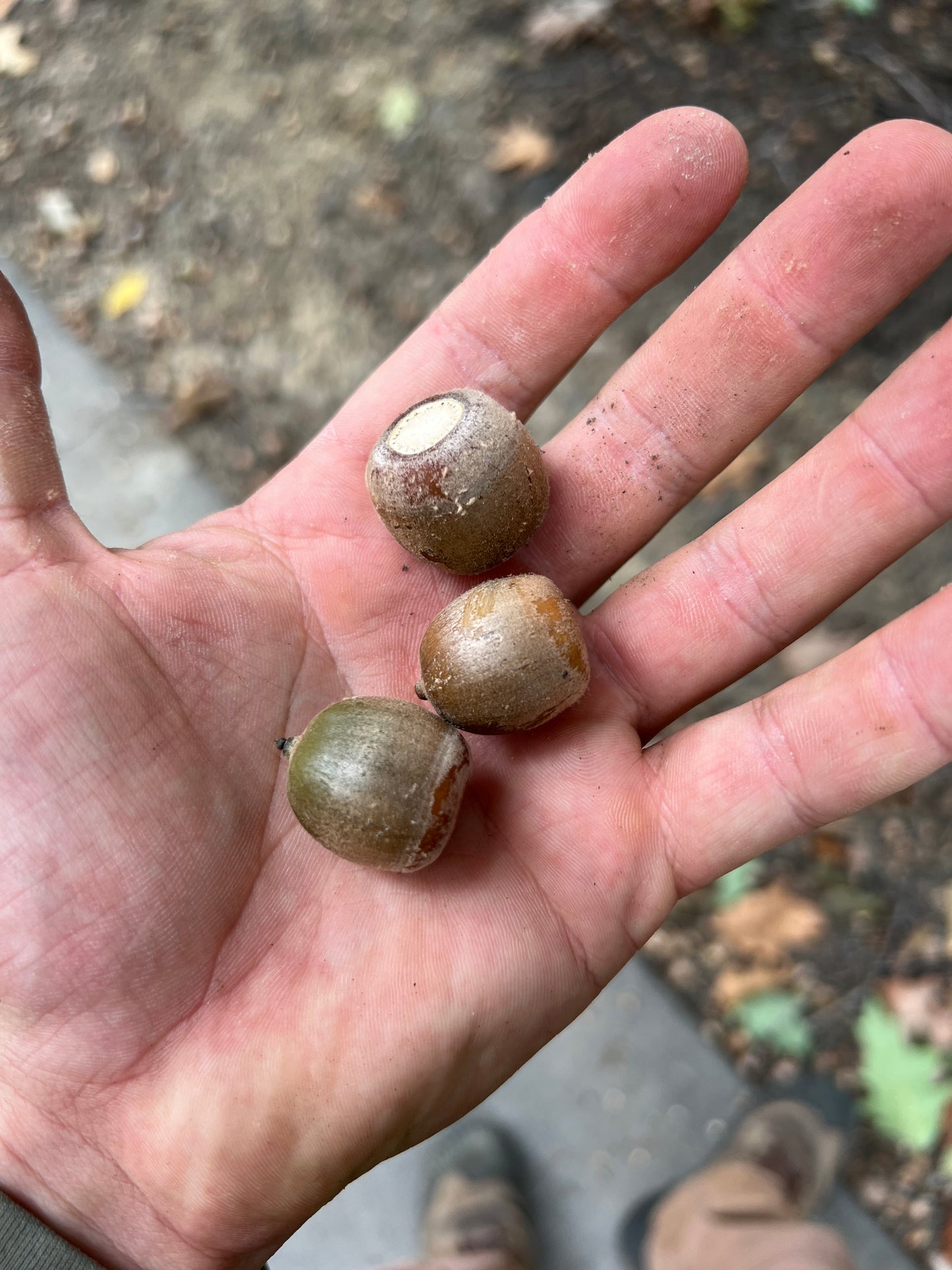 Oak Seed (Acorns)