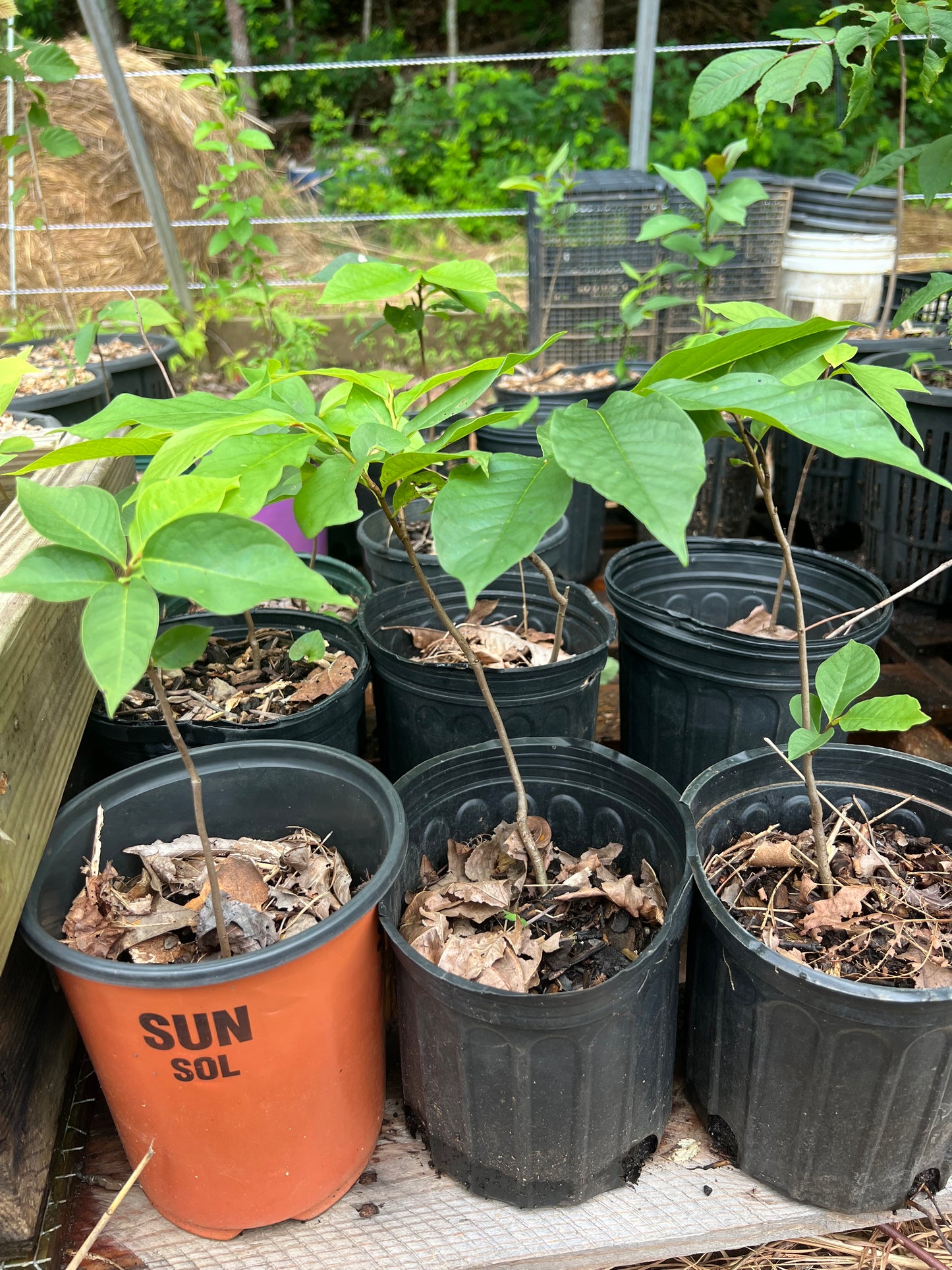 POTTTED PLANTS (Local pickup only!)