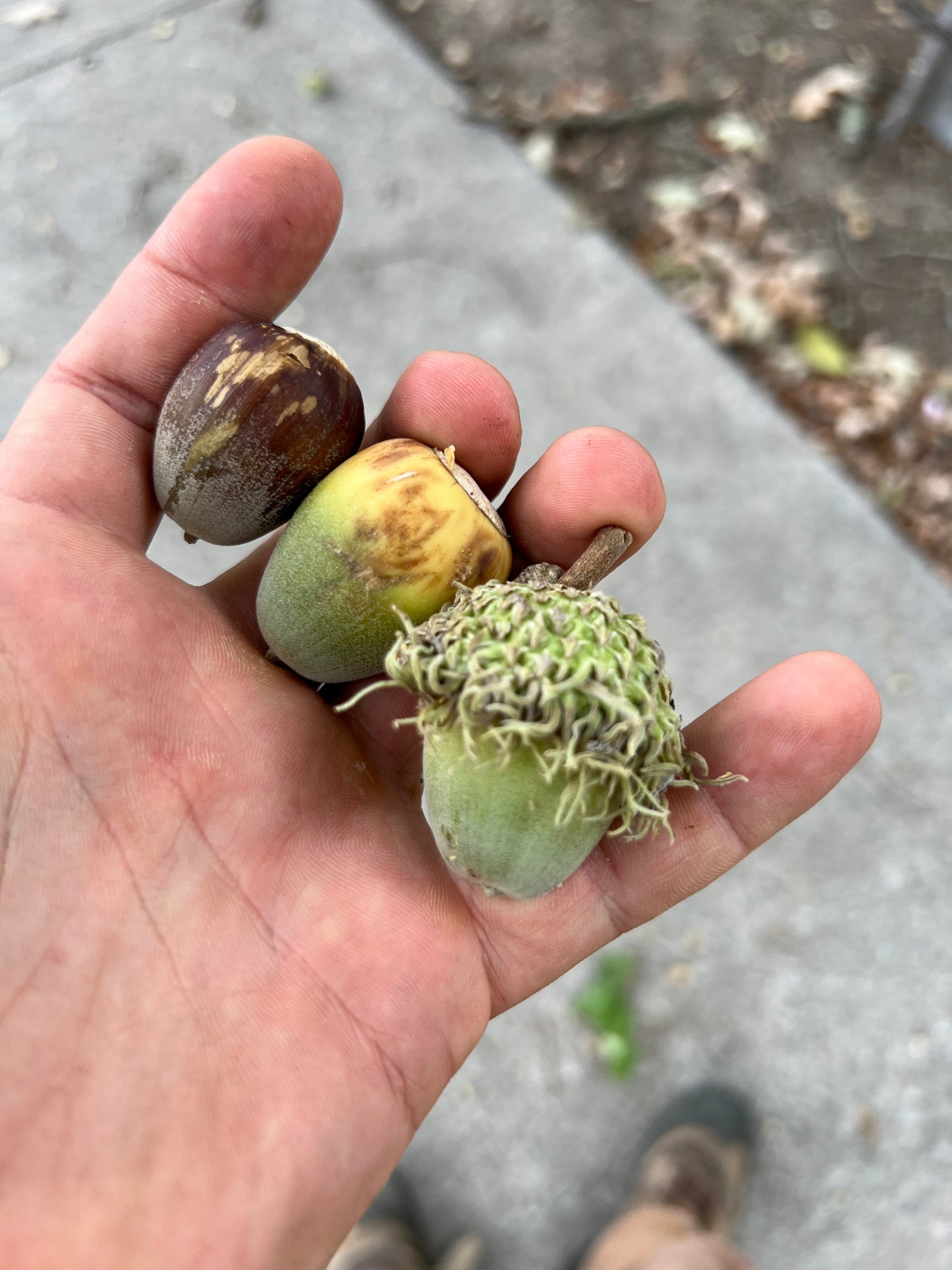 Oak Seed (Acorns)