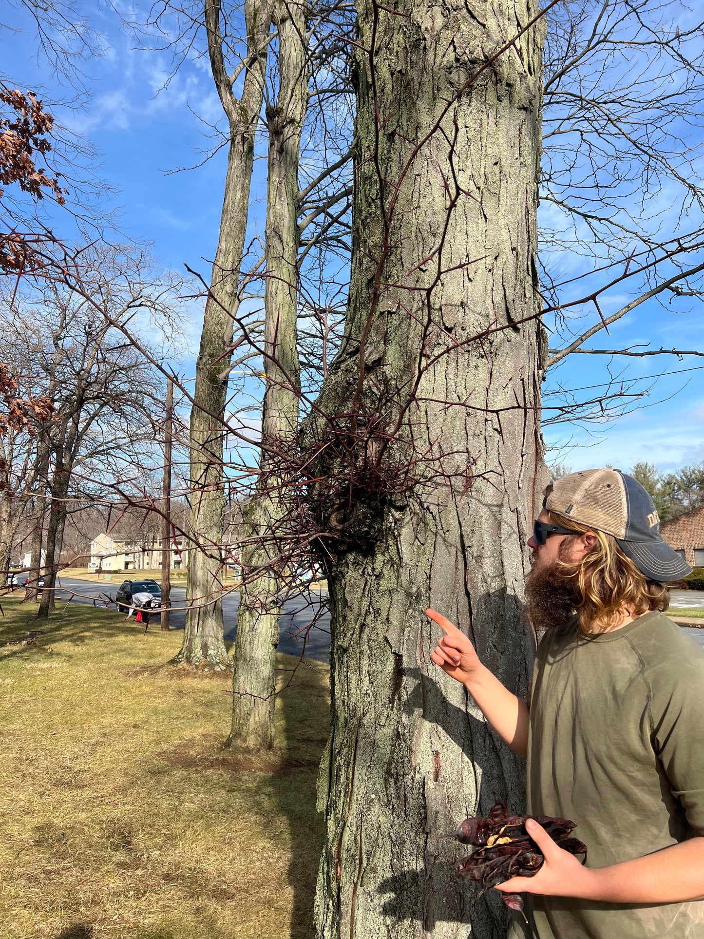 Honey Locust Seed