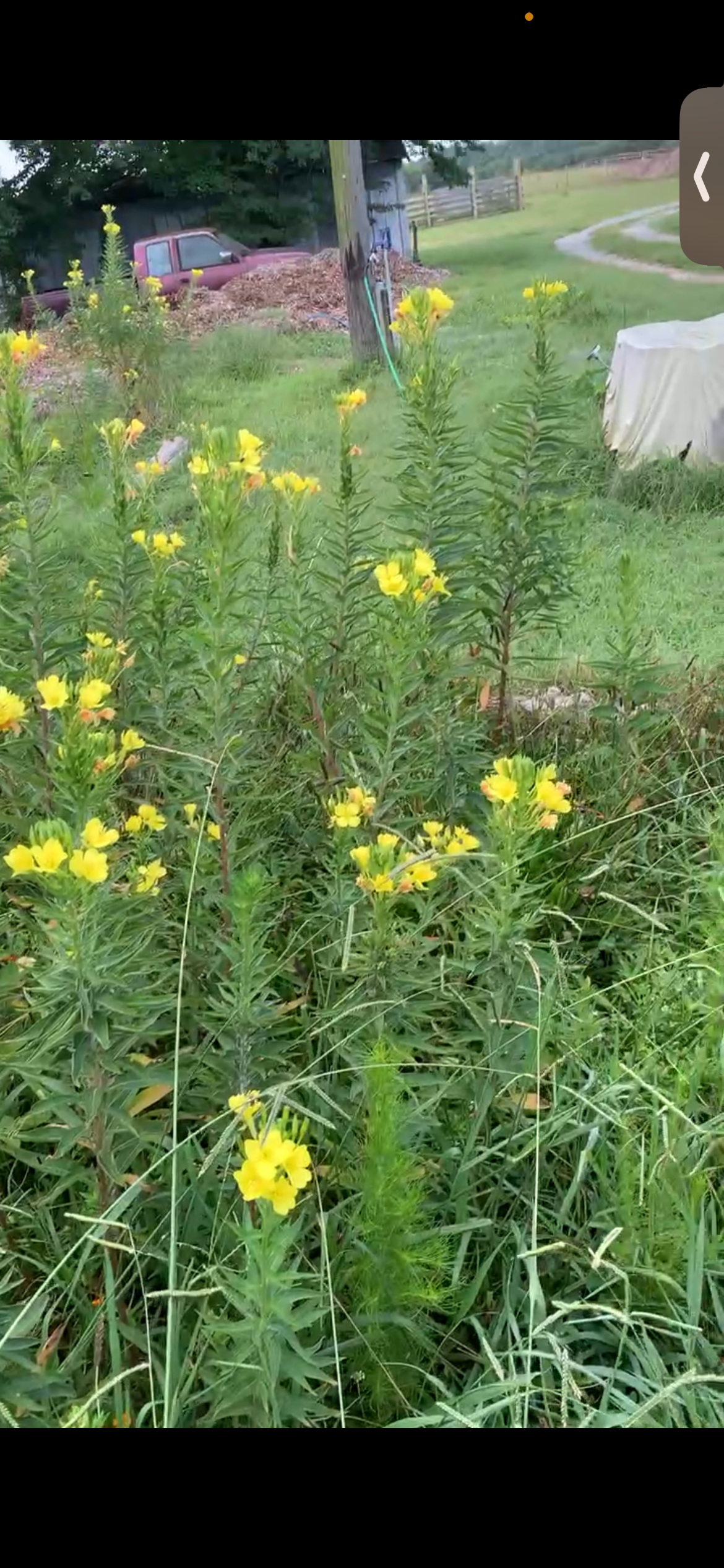 Evening Primrose Seeds