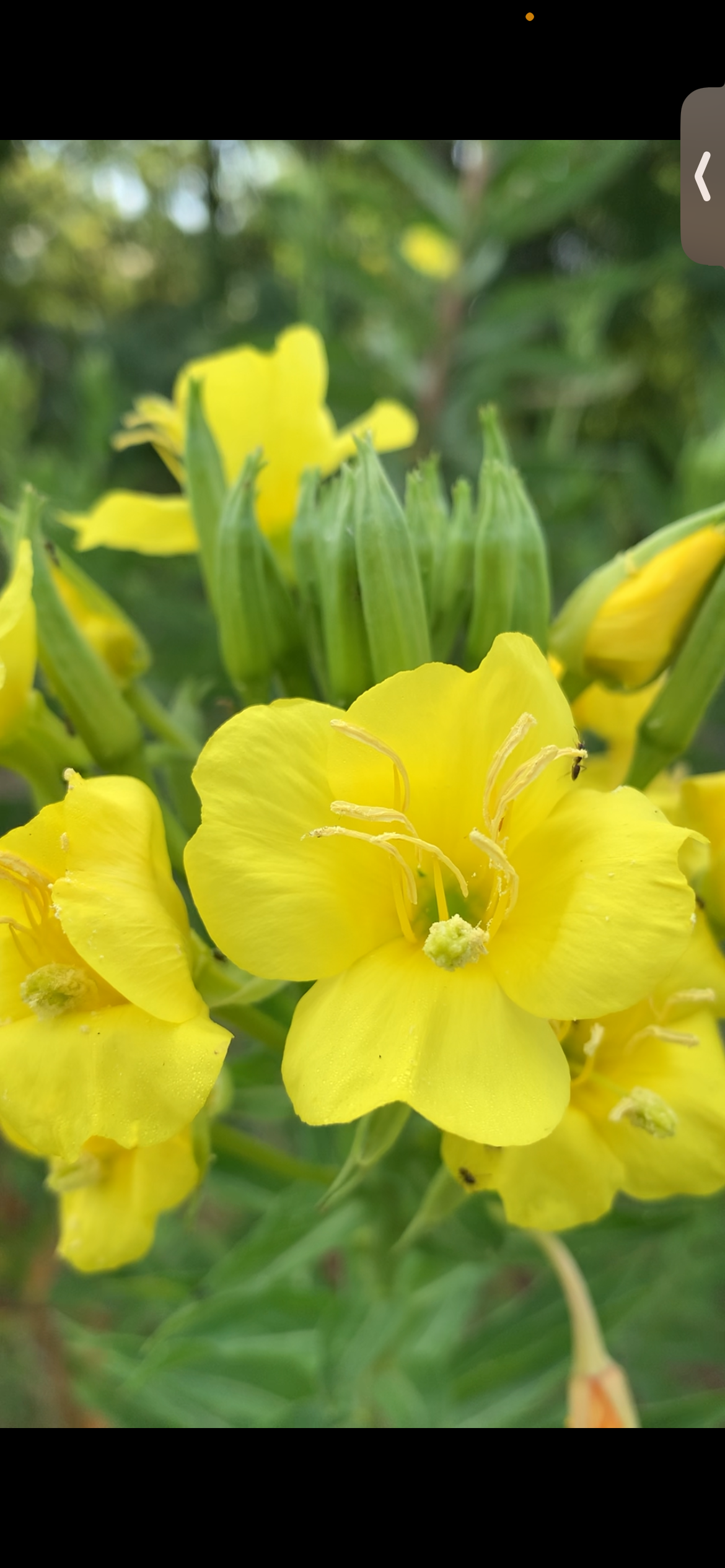 Evening Primrose Seeds