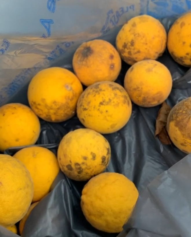 Trifolate Orange TREES & SEEDS – Living Soil Tree Farm