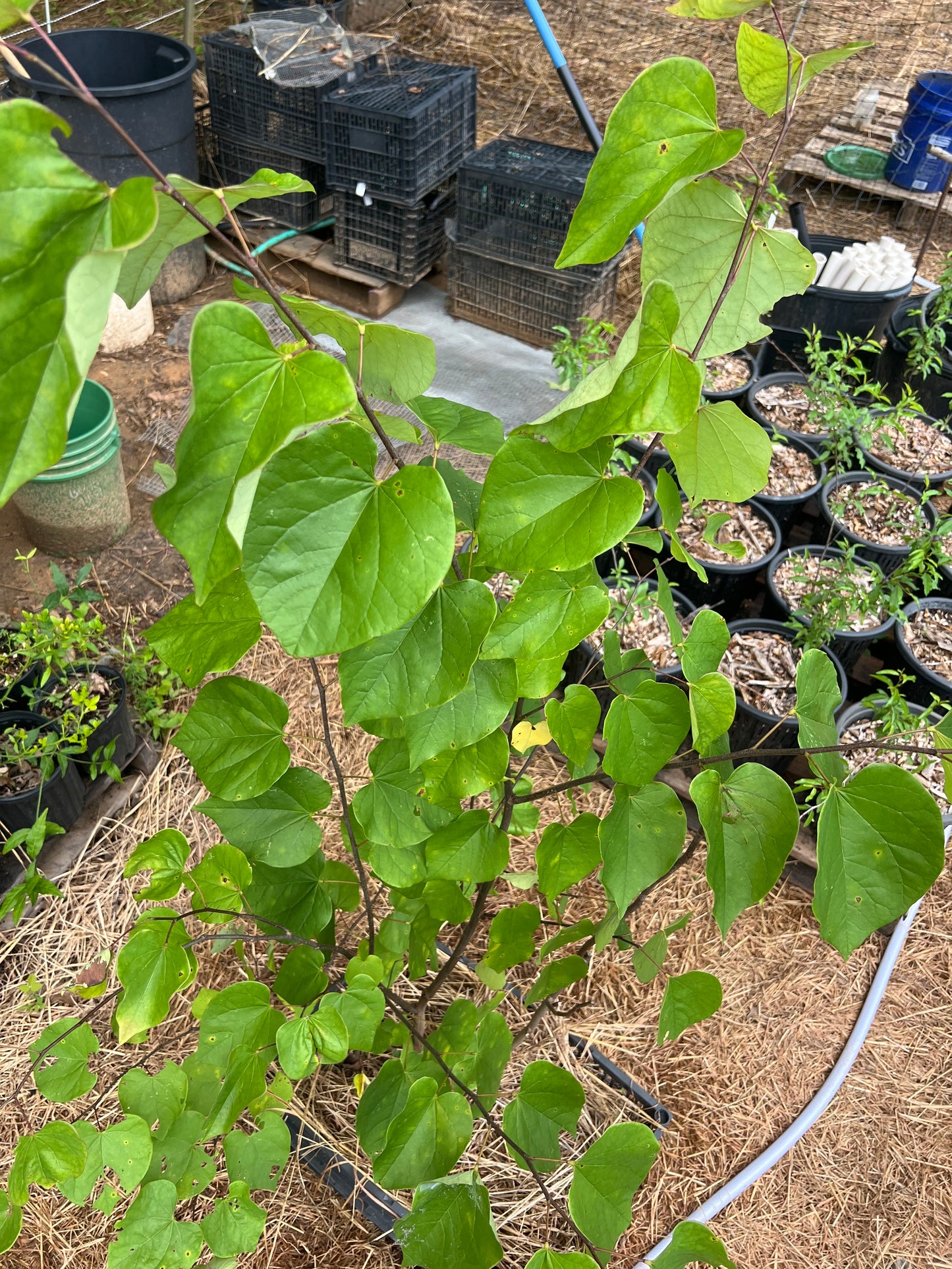 POTTTED PLANTS (Local pickup only!)