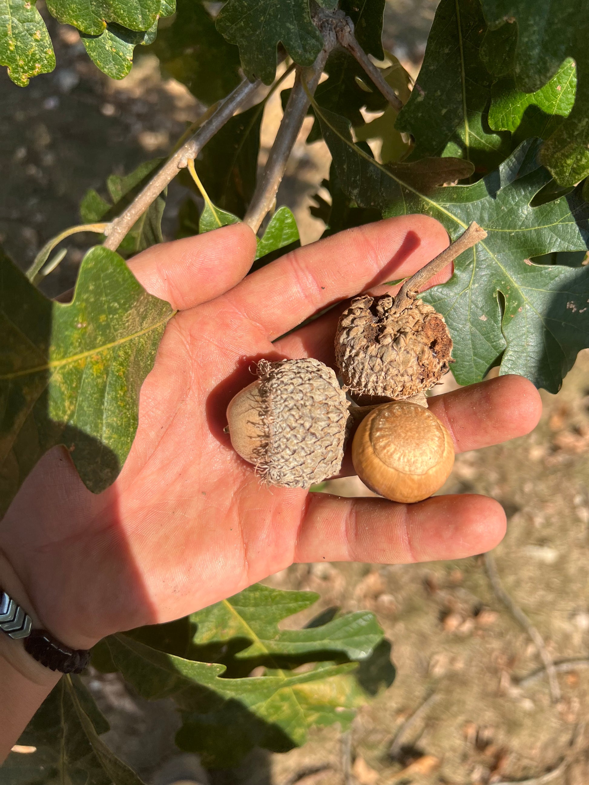 plant acorn tree seed Oak Seed (Acorns)