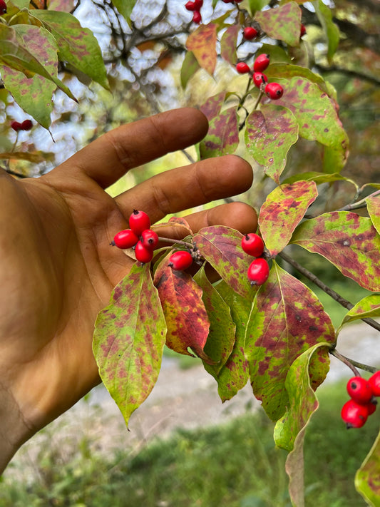 Flowering dogwood seeds