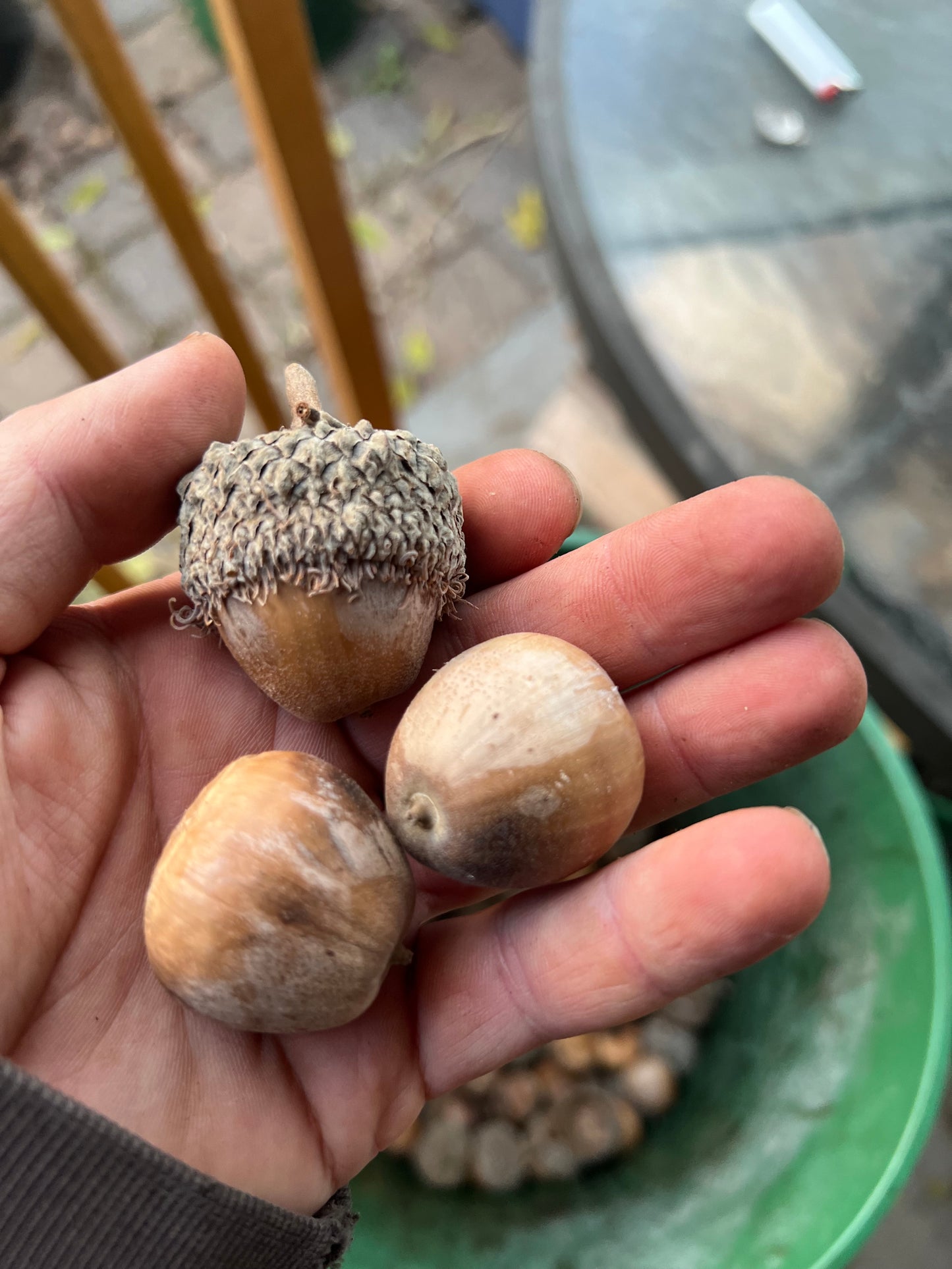 Oak Seed (Acorns)