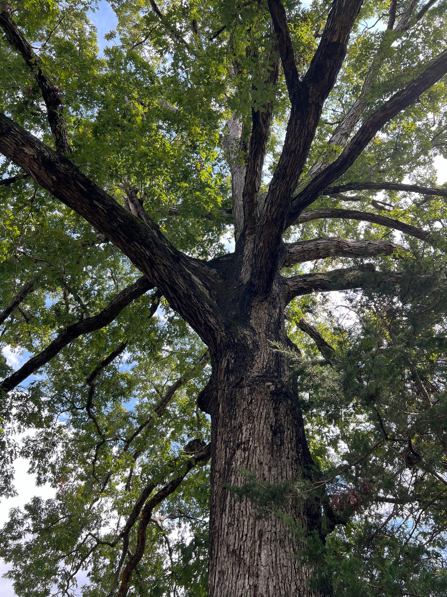 Oak Seed (Acorns)