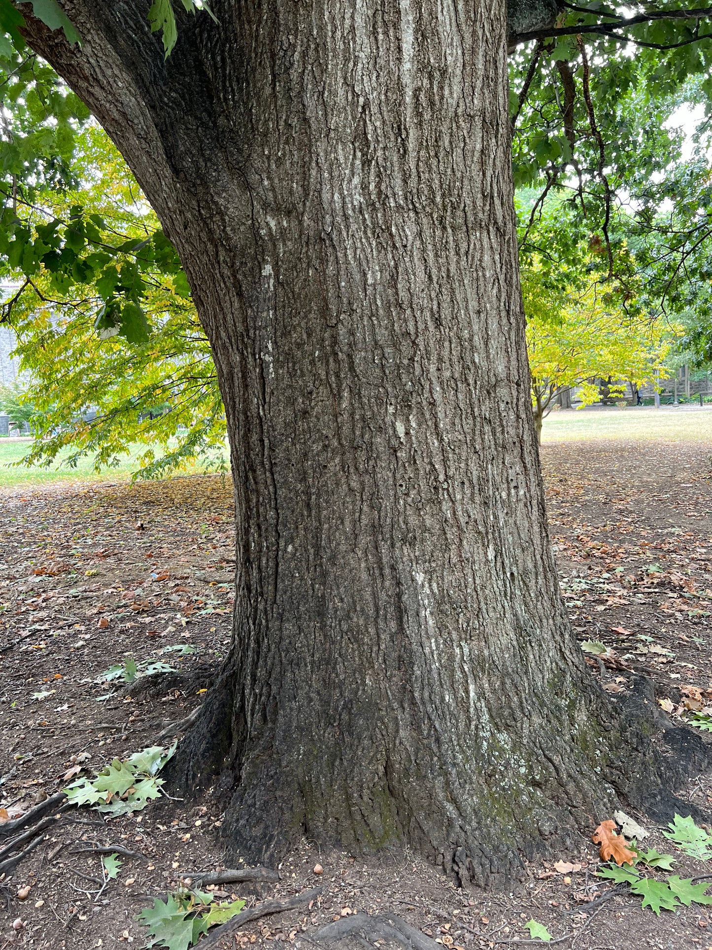 Oak Seed (Acorns)