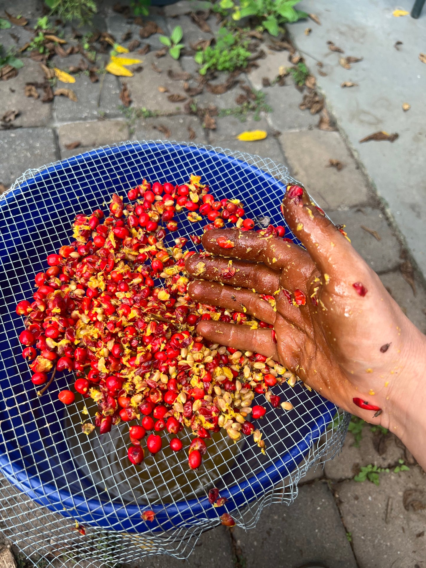 Flowering dogwood seeds