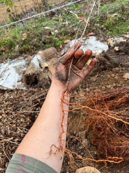 Bare root trees LOCAL pickup only