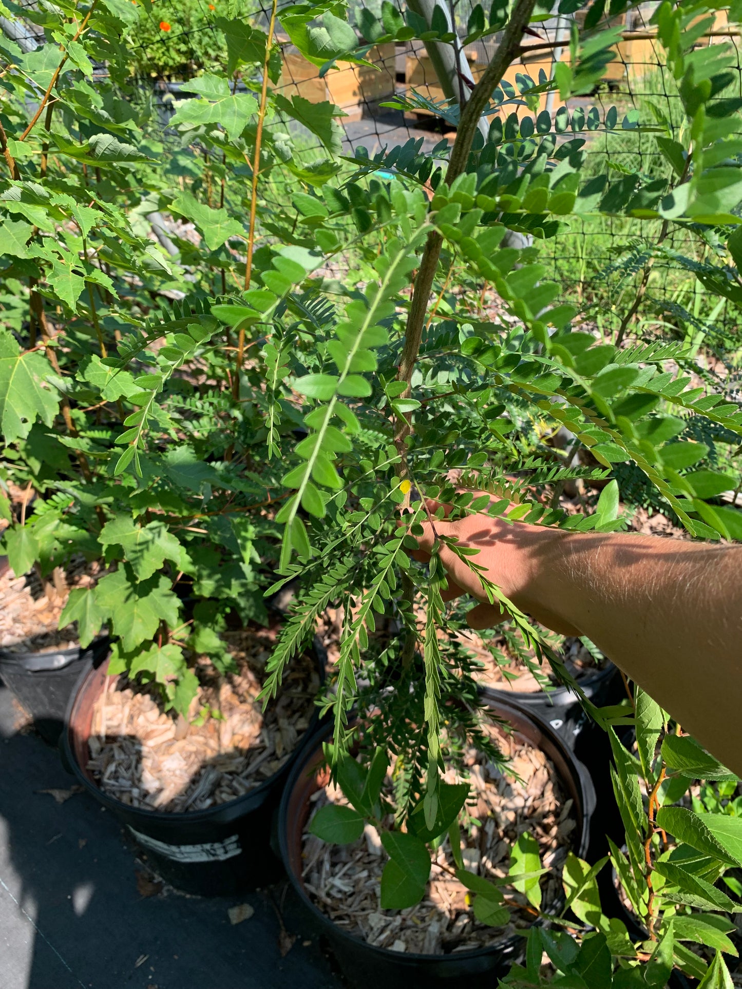 Honey Locust