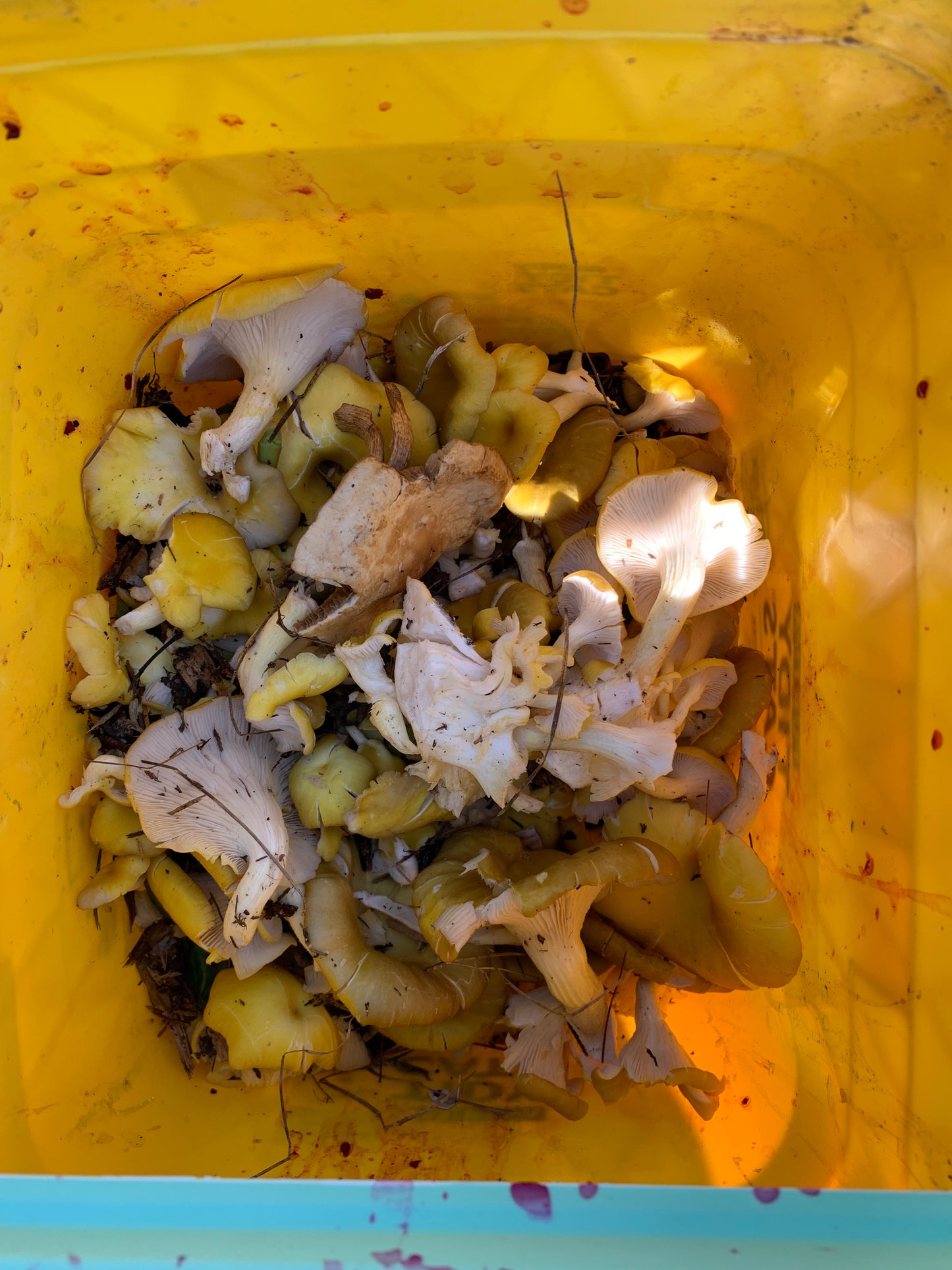 Curbside Food Waste Pickup