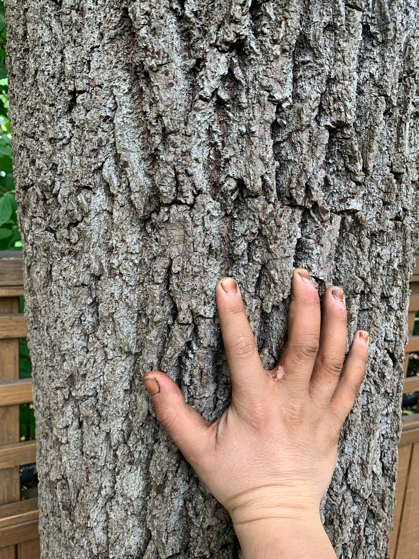 Black Walnut Seed