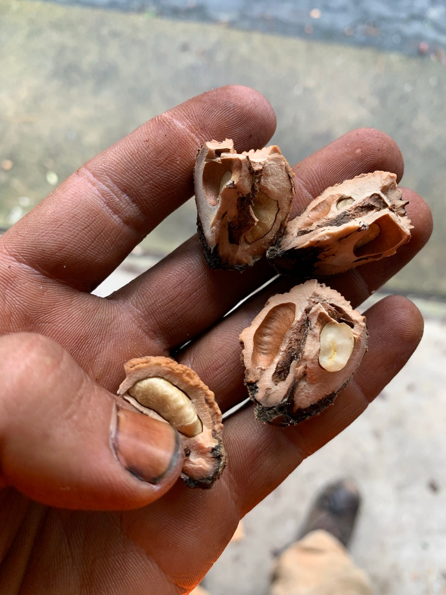 Black Walnut Seed