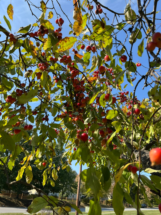Crab Apple John Hershey Selection