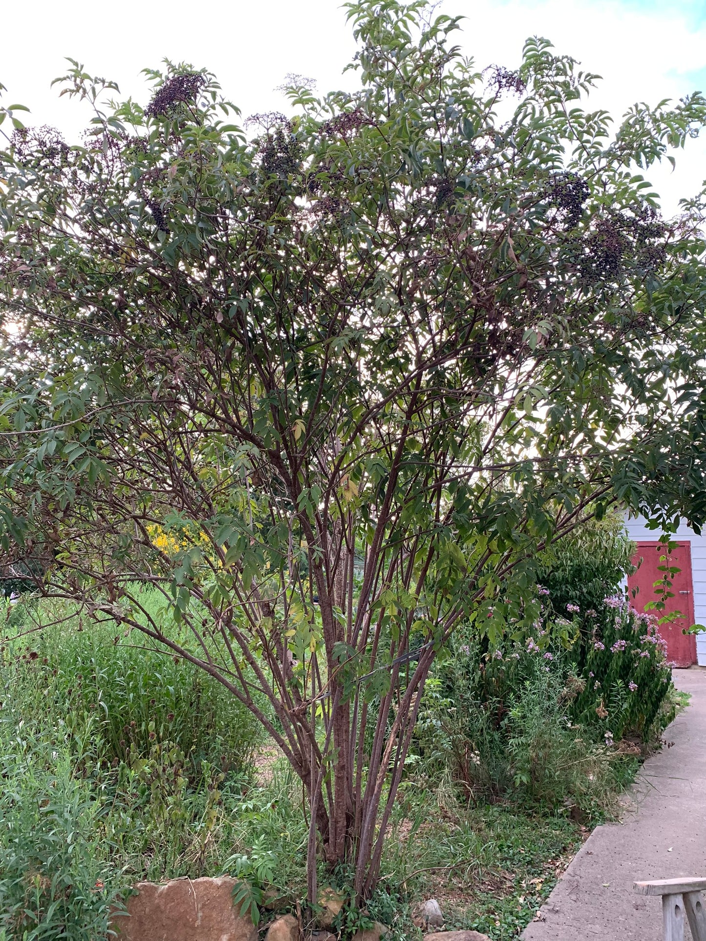 Elderberry SEEDS