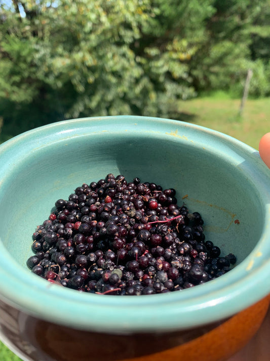 Elderberry SEEDS