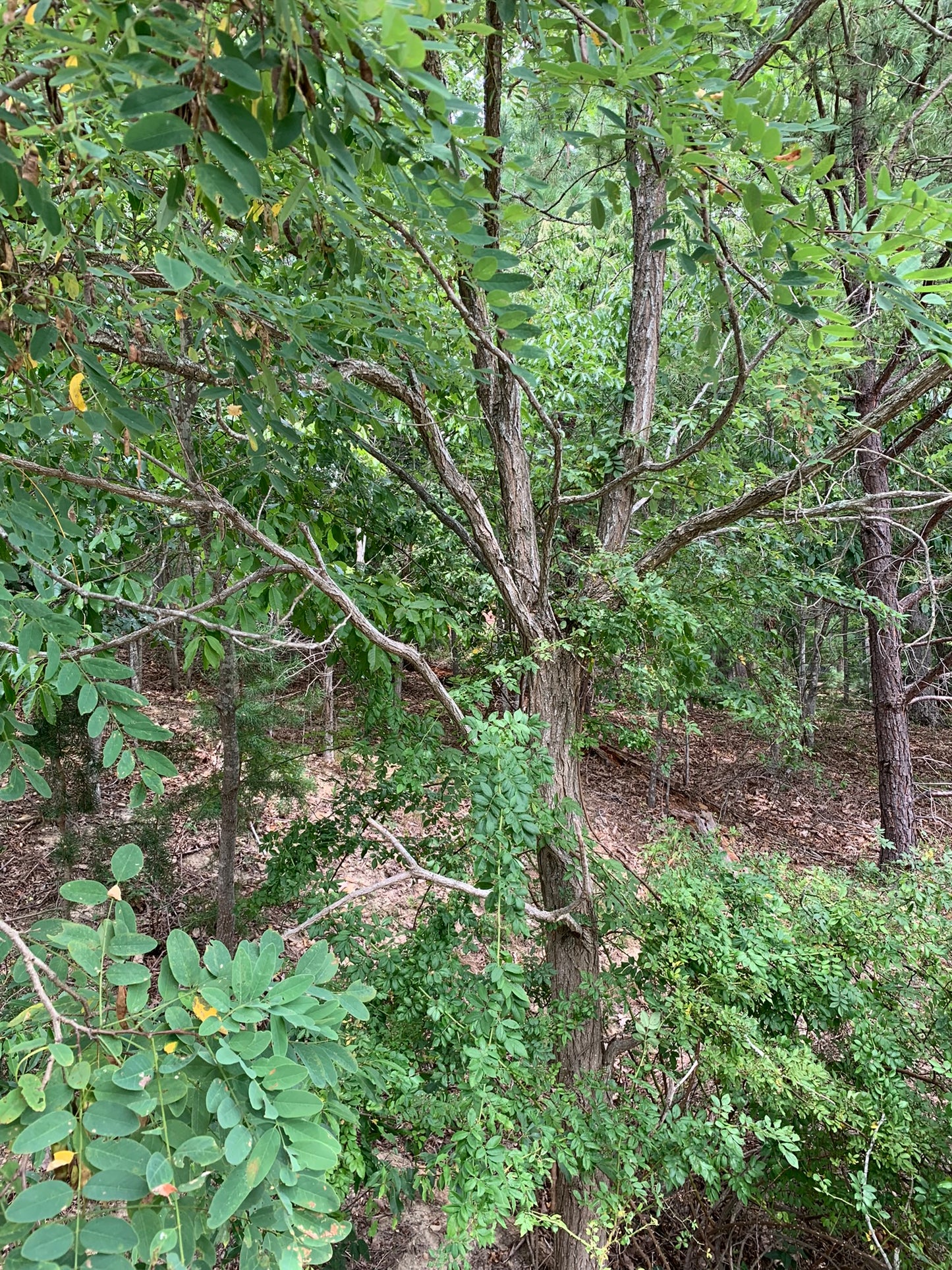 Black Locust