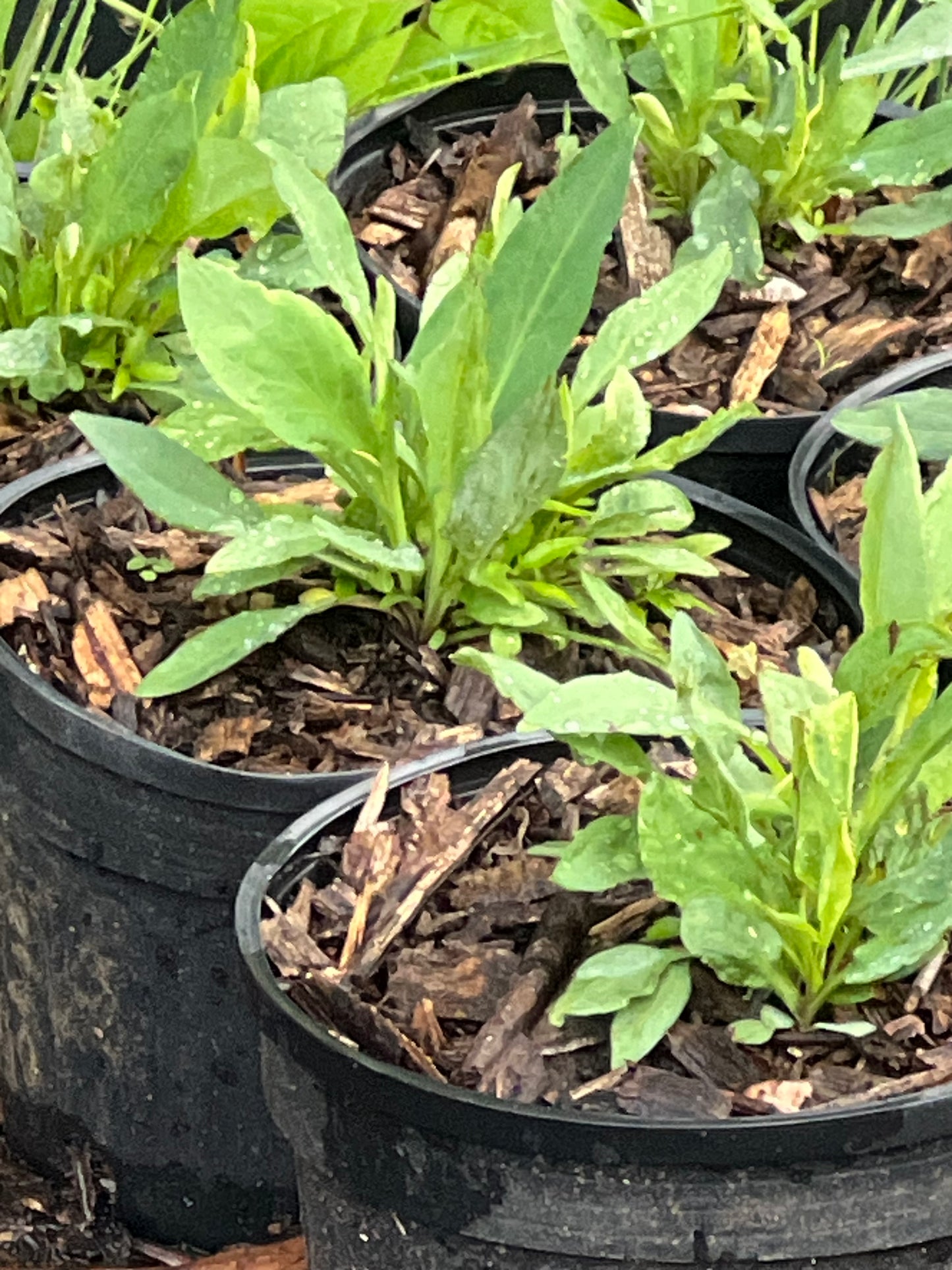 POTTTED PLANTS (Local pickup only!)