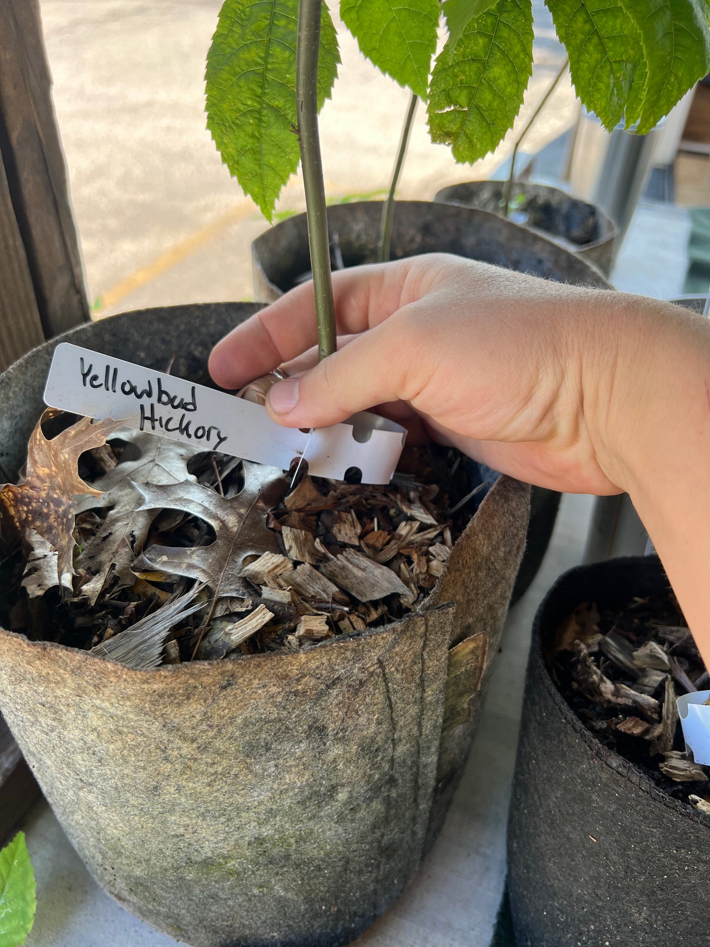 POTTTED PLANTS (Local pickup only!)