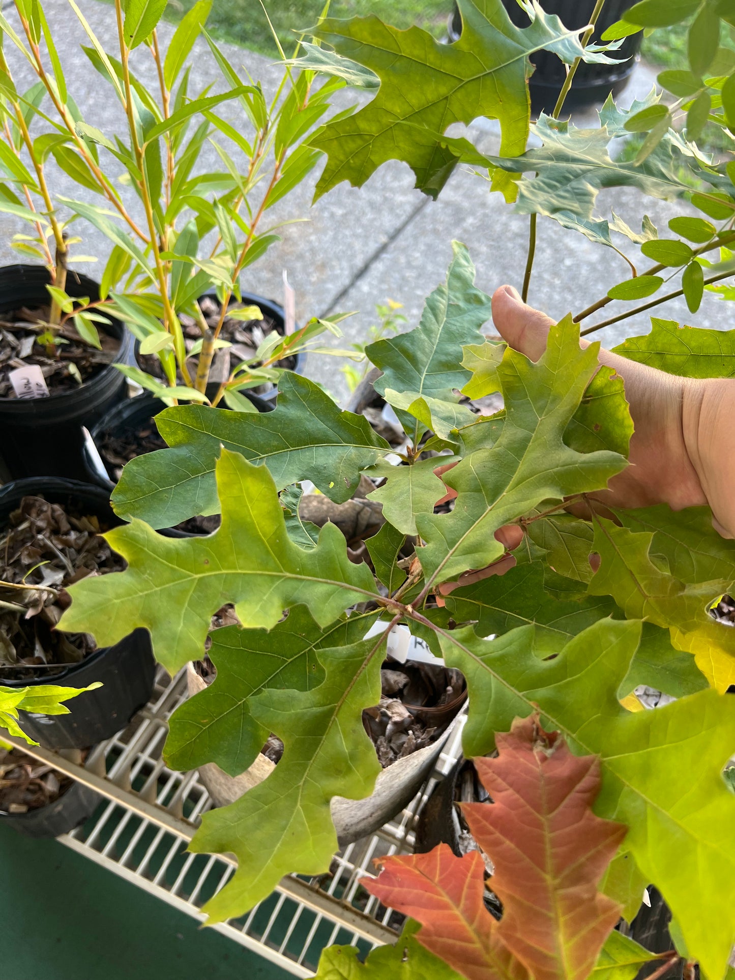 POTTTED PLANTS (Local pickup only!)