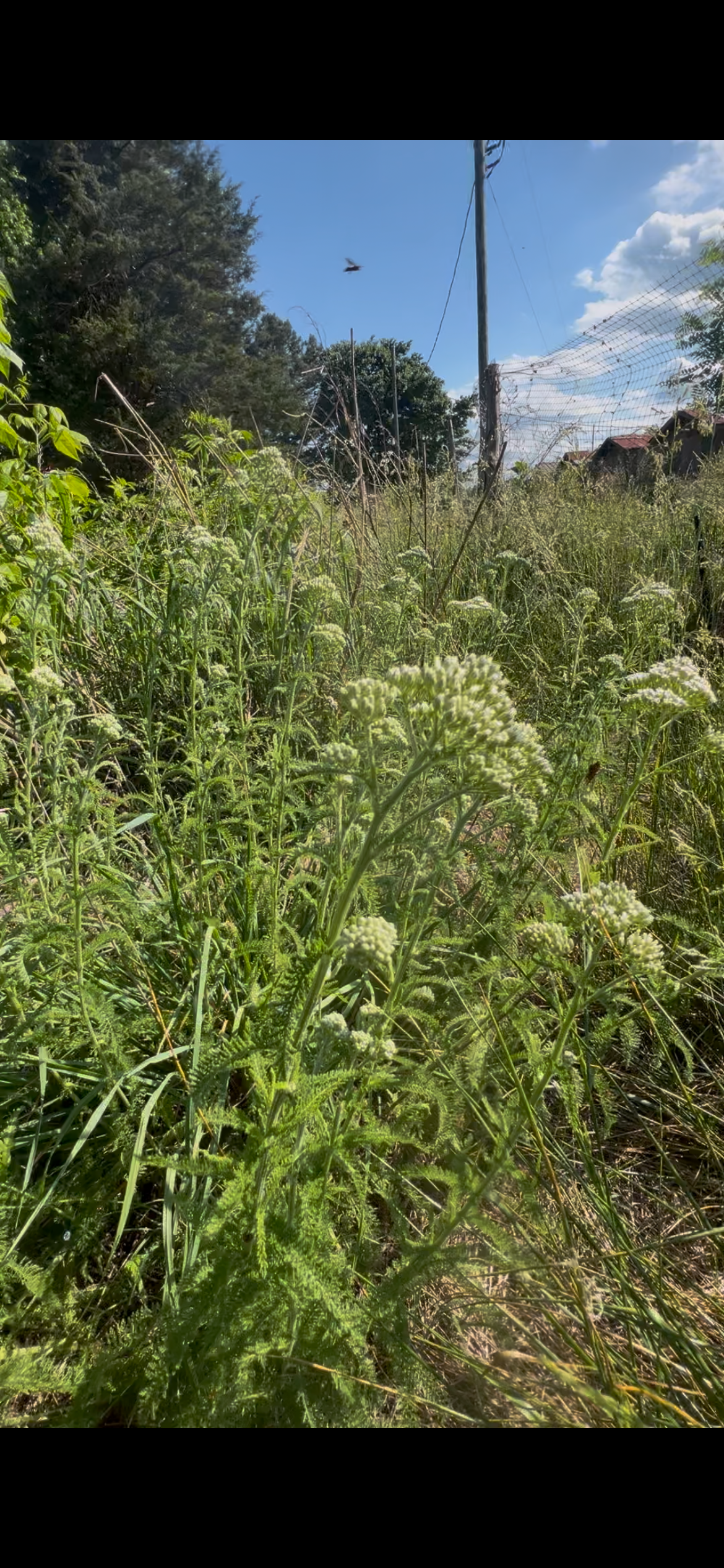 POTTTED PLANTS (Local pickup only!)