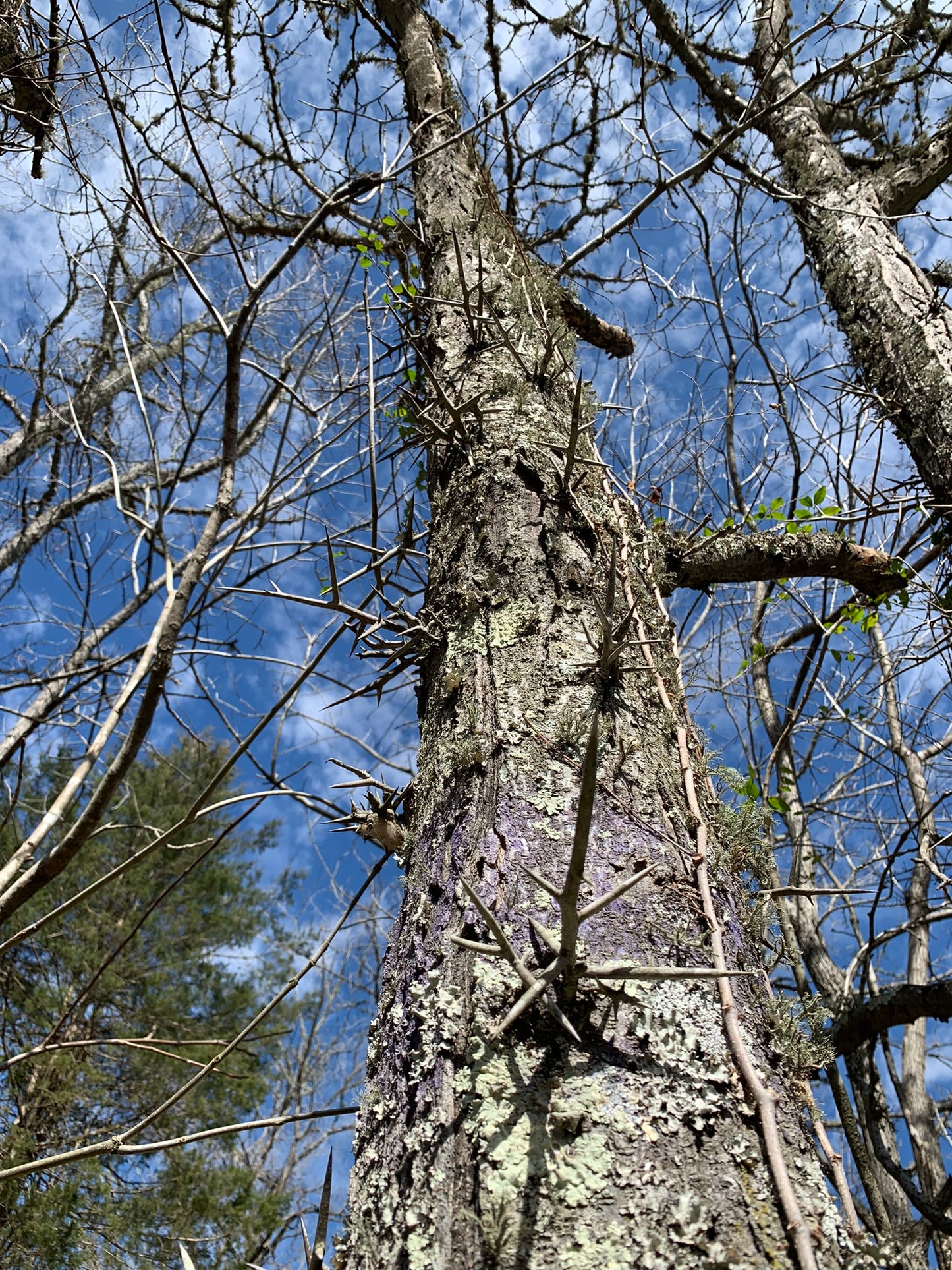 Honey Locust