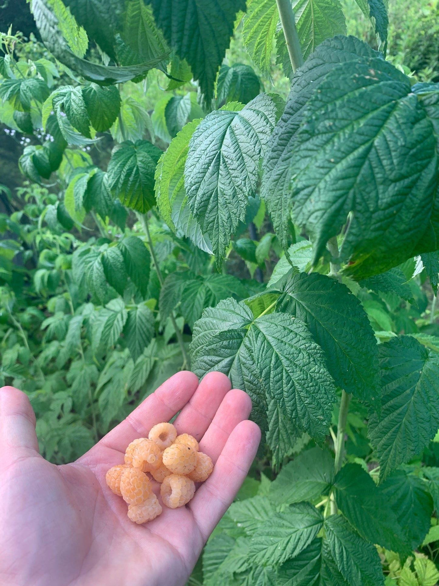 Golden Raspberry Seeds