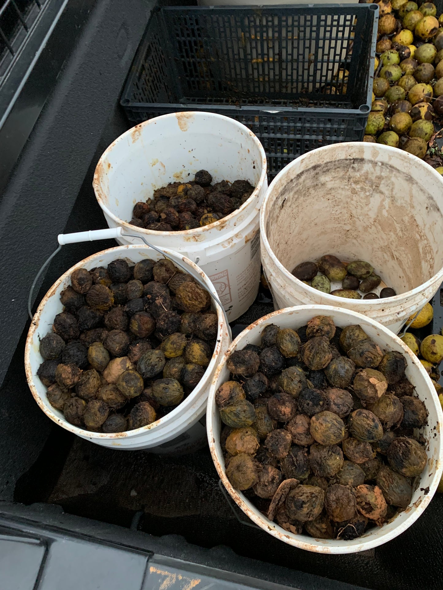 Black Walnut Seed